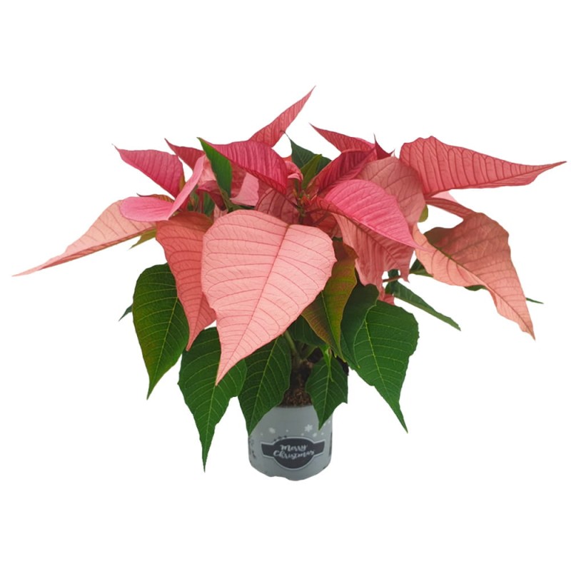 gwiazda betlejemska różowa sadzonki cena