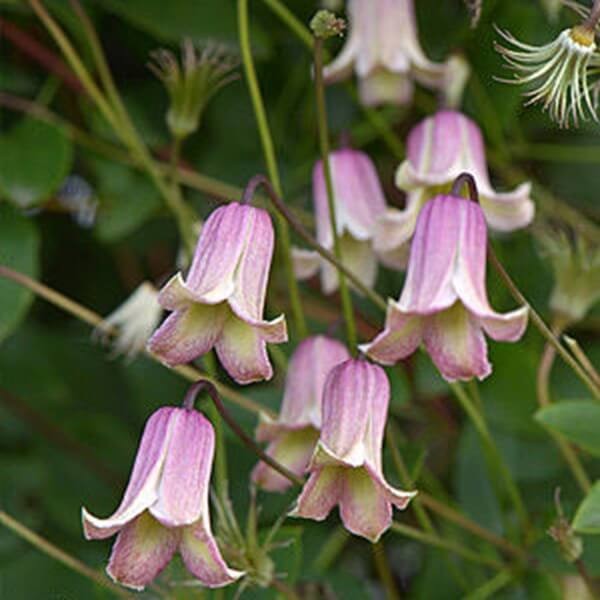 Powojnik Viticella Fay (Clematis) Sadzonka C2  (2).jpg