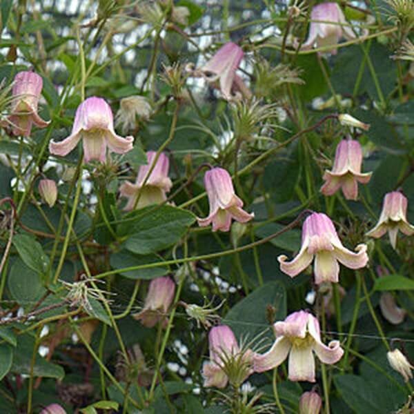Powojnik Viticella Fay (Clematis) Sadzonka C2  (3).jpg