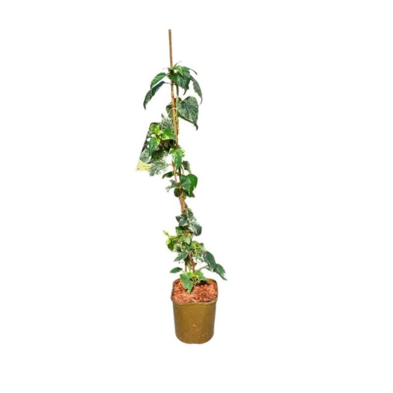 Przywarka Japońska Roseum (Schizophragma hydrangeoides) 3 Letnia Sadzonka C2 (1).jpg