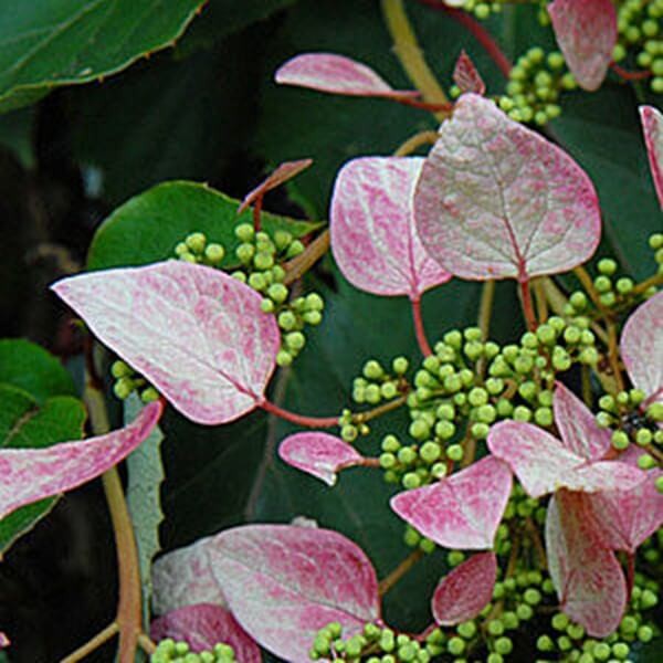 Przywarka Japońska Roseum (Schizophragma hydrangeoides) 3 Letnia Sadzonka C2 (2).jpg