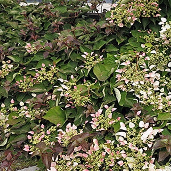 Przywarka Japońska Roseum (Schizophragma hydrangeoides) 3 Letnia Sadzonka C2 (3).jpg