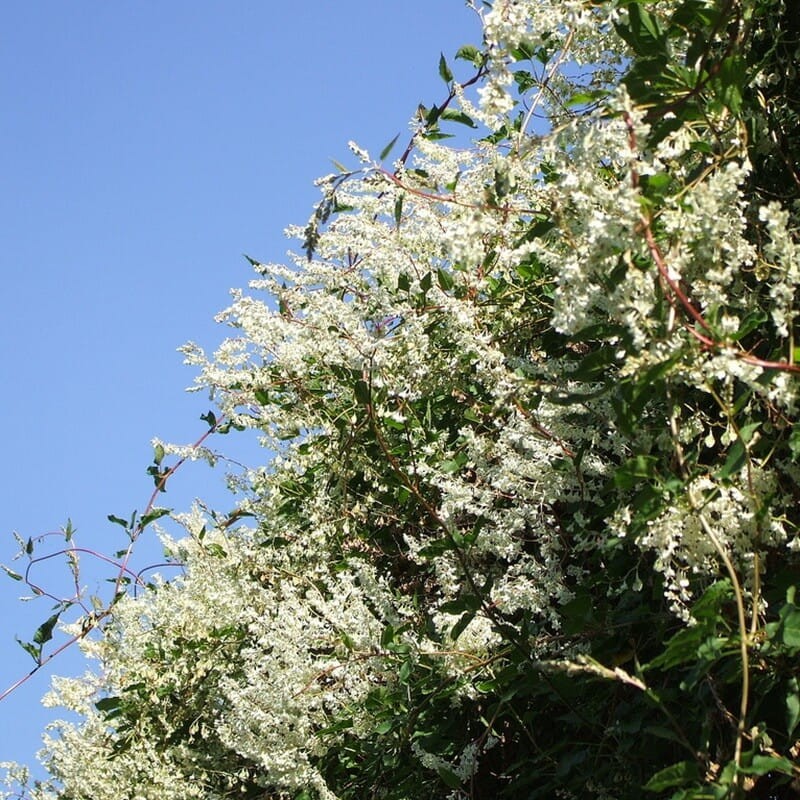 Rdest Auberta Pnącze (Fallopia aubertii ) Sadzonka C1c2 (1).jpg