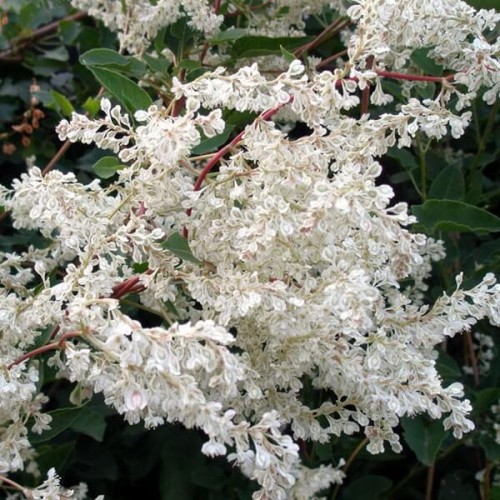 Rdest Auberta Pnącze sadzonka C1/c2