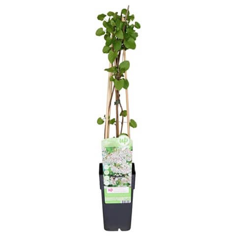 Rdest Auberta Pnącze (Fallopia aubertii ) Sadzonka C1c2 (3).jpg