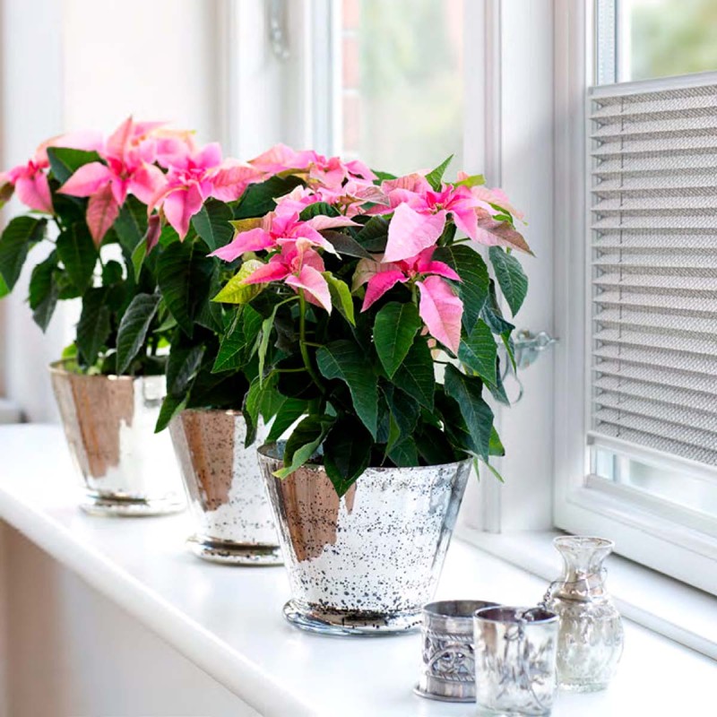 gwiazda betlejemska różowa święta bożego narodzenia