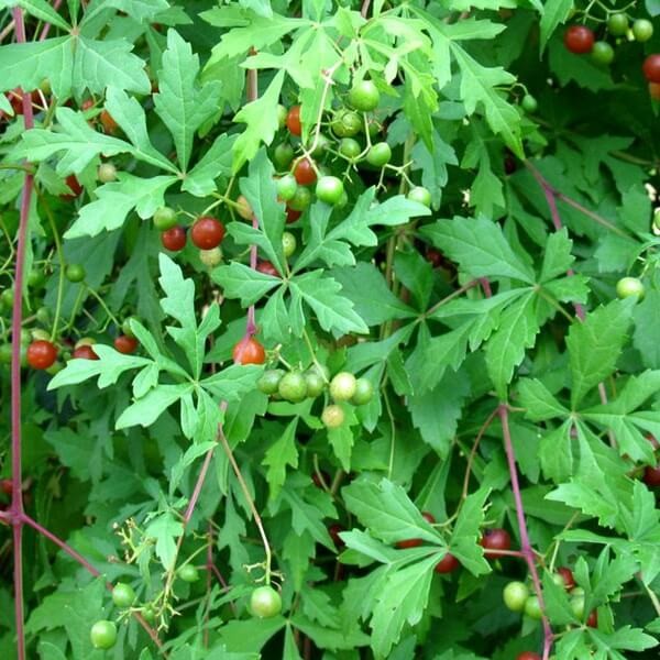 Winnik Tojadowaty 'Seattle' (Ampelopsis aconitifolia) Sadzonka  (2).jpg