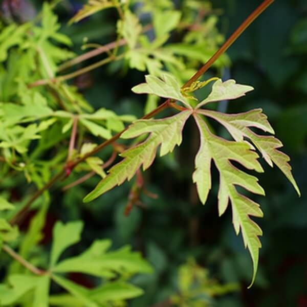 Winnik Tojadowaty 'Seattle' (Ampelopsis aconitifolia) Sadzonka  (3).jpg