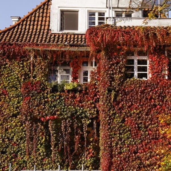 Winobluszcz Pięciolistkowy 'Yellow Wall' (Parthenocissus quinquefolia) Sadzonka (2).jpg
