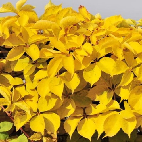 Winobluszcz Pięciolistkowy Yellow Wall sadzonka