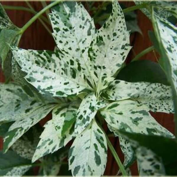 Winobluszcz Pięciolistkowy Star Showers 'Monham' 3 Letnia Sadzonka 60-90Cm (2).jpg