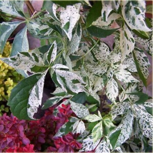 Winobluszcz Pięciolistkowy Star Showers Monham 3 letnia sadzonka 60-90Cm