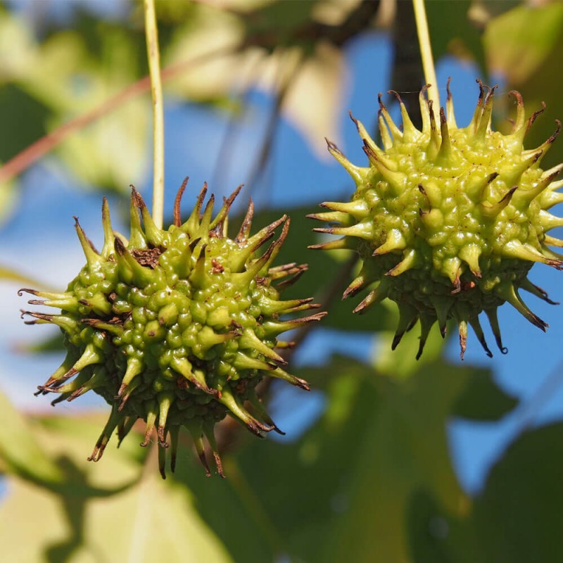 Ambrowiec Amerykański Gum Ball (Liquidambar styraciflua) Sadzonka XL-C5 (2).jpg