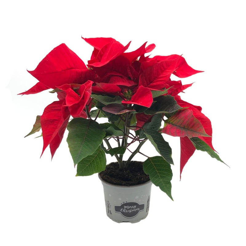 gwiazda betlejemska czerwona sadzonka w doniczce.jpg