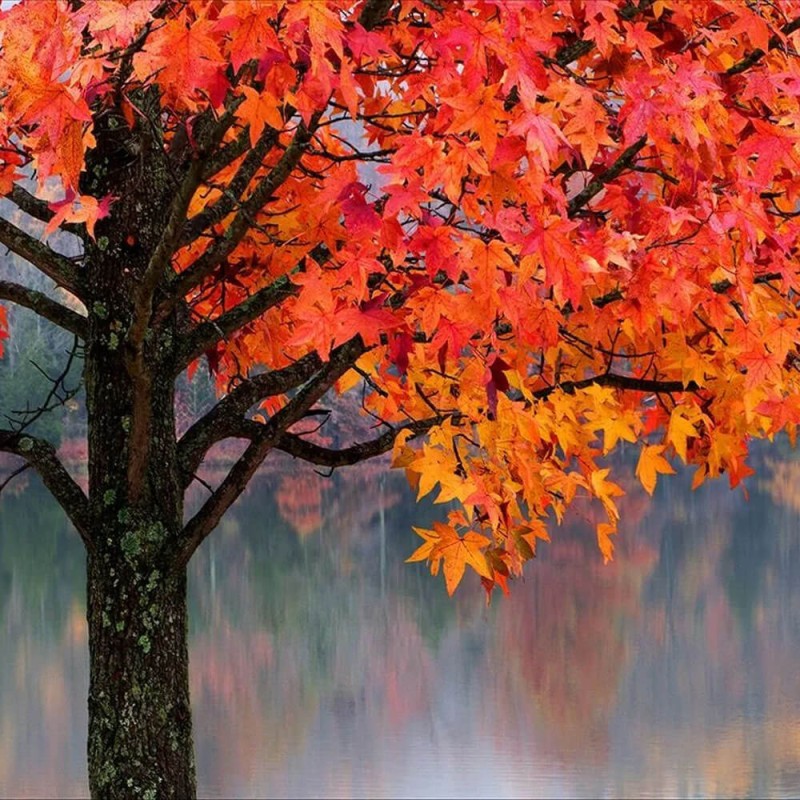 Ambrowiec Amerykański Gum Ball (Liquidambar styraciflua) Sadzonka XL-C5 (3).jpg