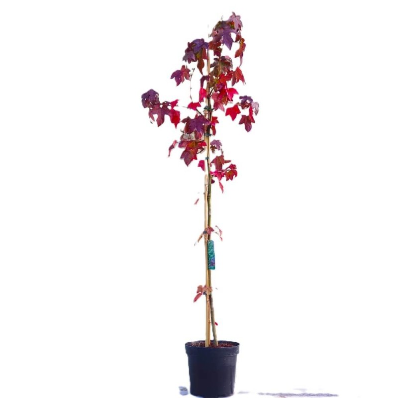 Ambrowiec Amerykański Gum Ball (Liquidambar styraciflua) Sadzonka XL-C5 (1).jpg