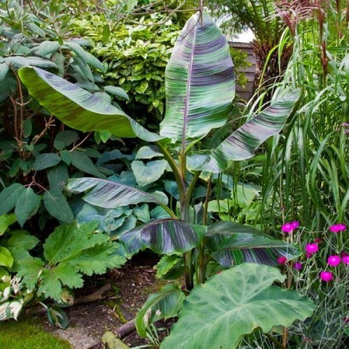 Bananowiec Red Tiger sadzonka XL-C9