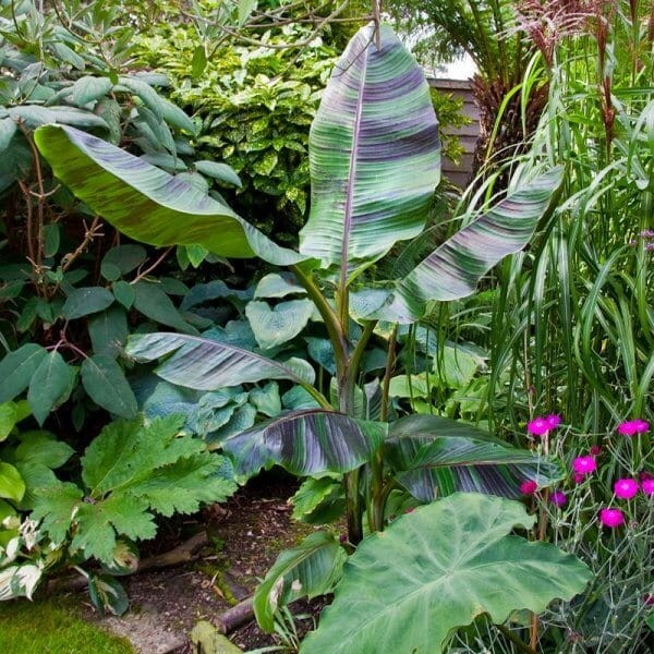 Bananowiec Red Tiger (Musa sikkimensis) Sadzonka XXL-C9 (2).jpg