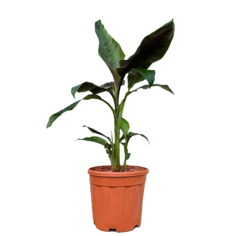 Bananowiec Red Tiger (Musa sikkimensis) Sadzonka XXL-C9 (3).jpg