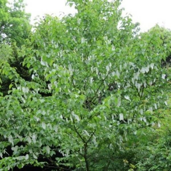 Dawidia Chińska Drzewko Chusteczkowe (Davidia involucrata) Sadzonka XL-C5 (4).jpg