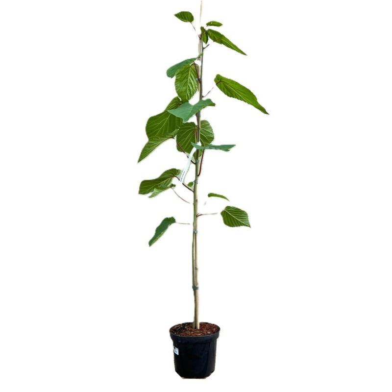 Dawidia Chińska Drzewko Chusteczkowe (Davidia involucrata) Sadzonka XL-C5 (1).JPG