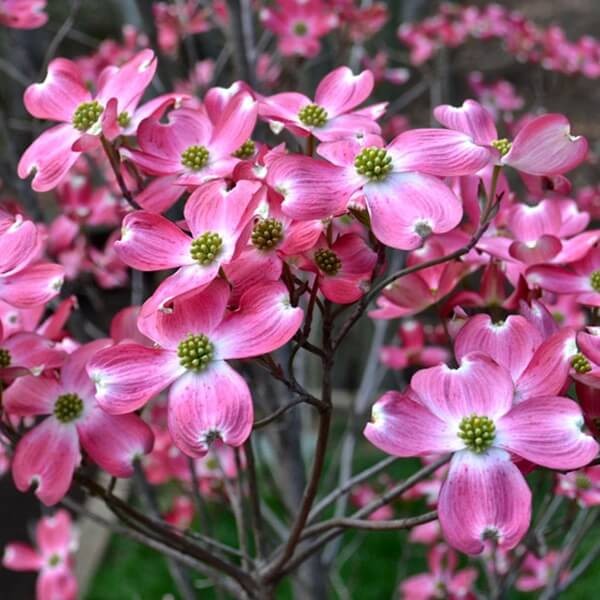 Dereń Kwiecisty (Cornus florida) Sadzonka XL-C5 40-60cm (1).jpg