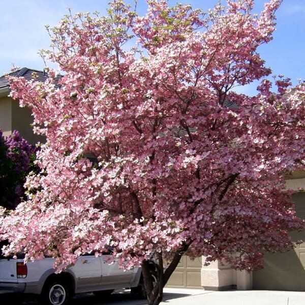 Dereń Kwiecisty (Cornus florida) Sadzonka XL-C5 40-60cm (2).JPG