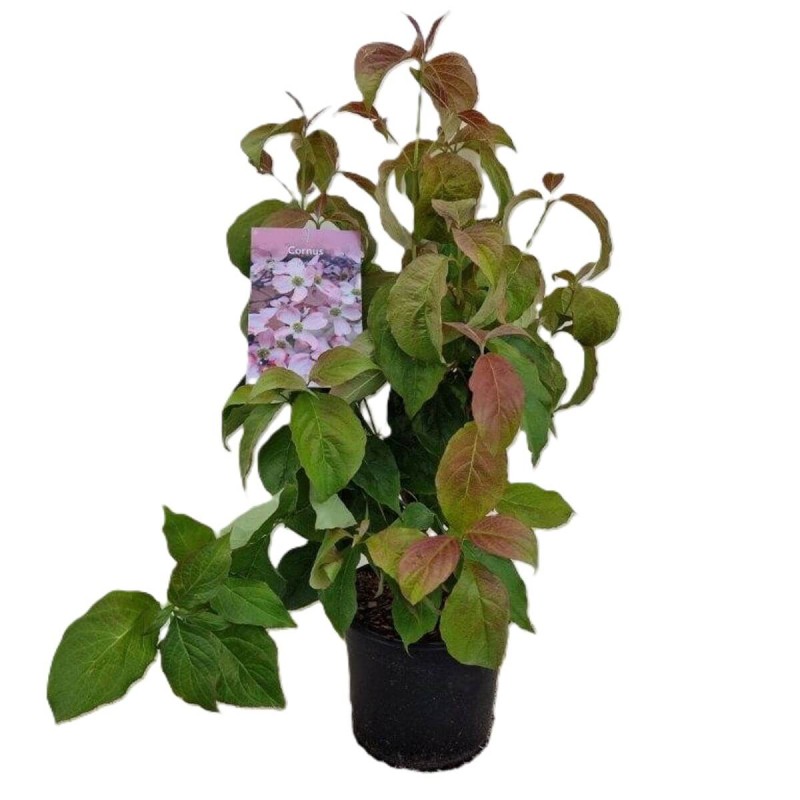 Dereń Kwiecisty (Cornus florida) Sadzonka XL-C5 40-60cm (3).jpg