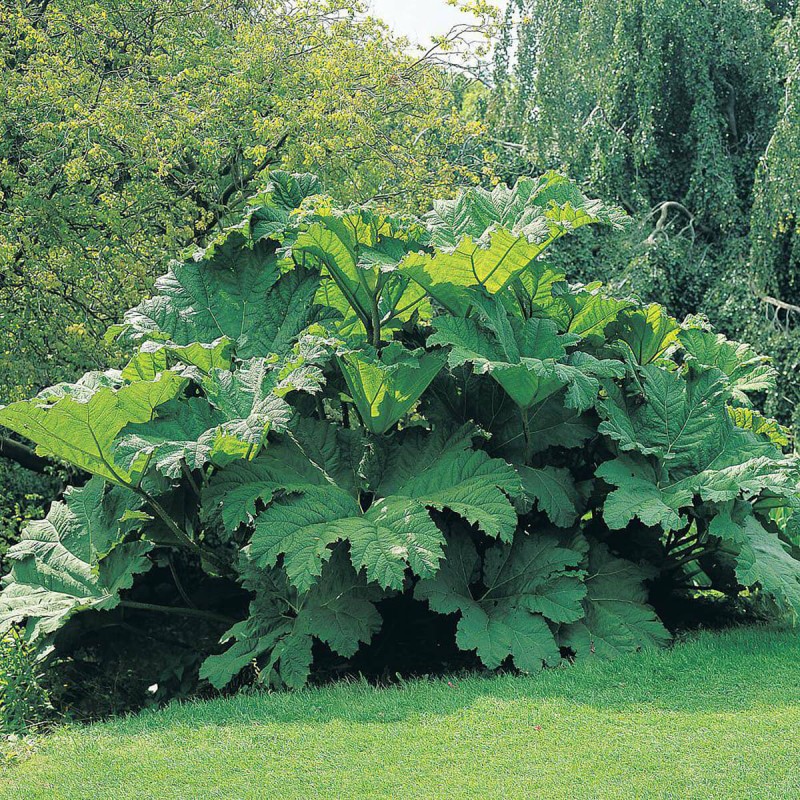 Gunnera Olbrzymia (Gunnera manicata) Sadzonka XL-C5 (1).jpg