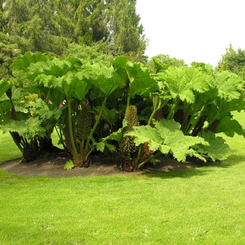 Gunnera Olbrzymia (Gunnera manicata) Sadzonka XL-C5 (2).jpg