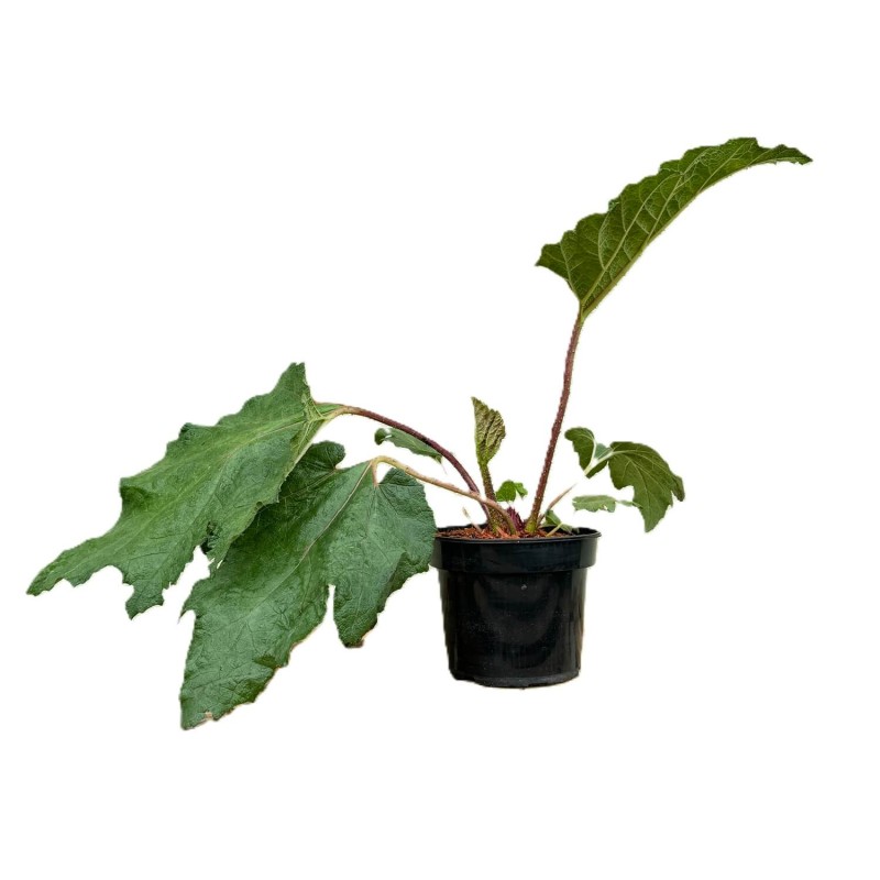 Gunnera Olbrzymia (Gunnera manicata) Sadzonka XL-C5 (3).jpg