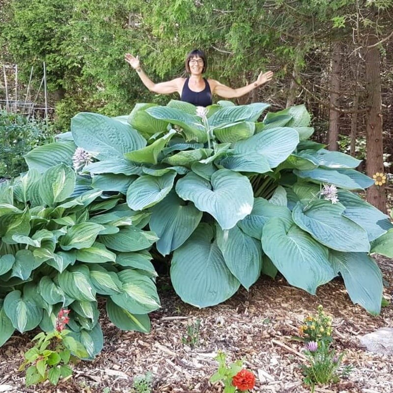 Funkia Empress Wu® Największa Na Świecie (Hosta) Sadzonka C2 (2).jpg