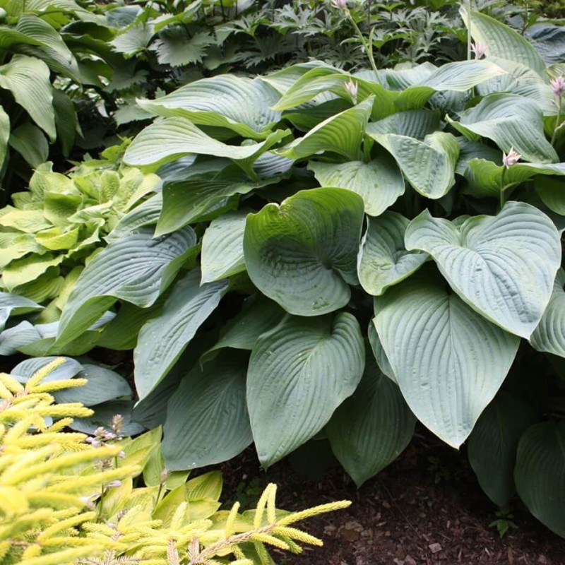 Funkia Empress Wu® Największa Na Świecie (Hosta) Sadzonka C2 (3).jpg
