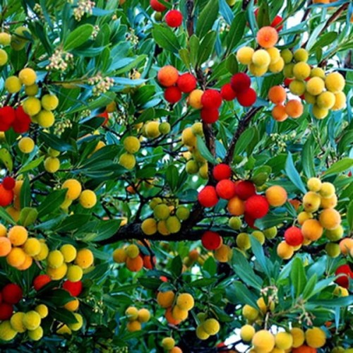 Drzewko Truskawkowe (Arbutus) sadzonka C3/C4