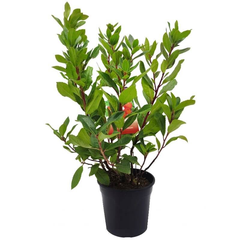 Drzewko Truskawkowe (Arbutus unedo) Sadzonka XL C3C4 (1).jpg