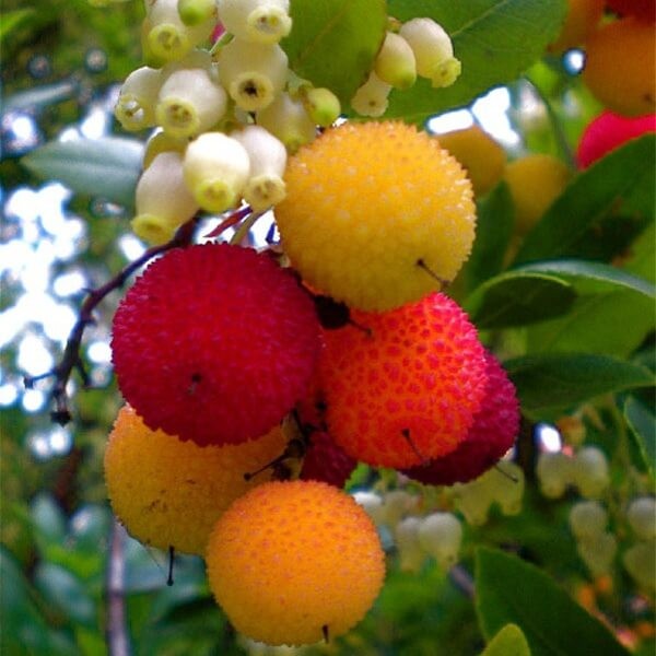 Drzewko Truskawkowe (Arbutus unedo) Sadzonka XL C3C4.JPG