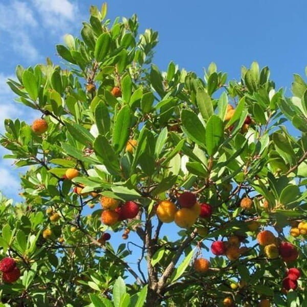 Drzewko Truskawkowe Na Pniu (Arbutus unedo) Sadzonka XL C4C5 (1).jpg