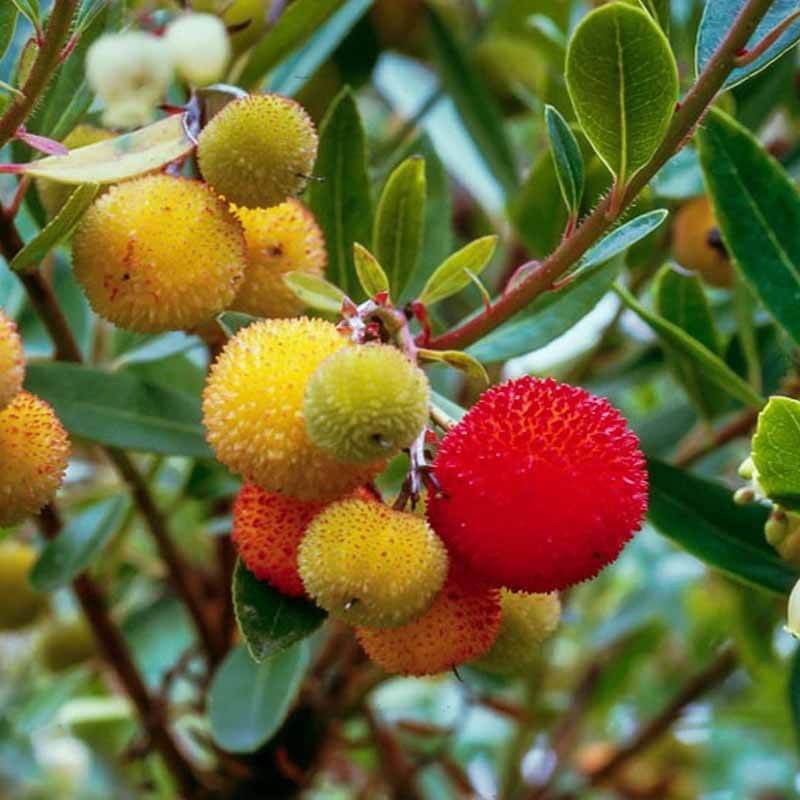 Drzewko Truskawkowe (Arbutus Unedo) Sadzonka C1c2 (4).jpg