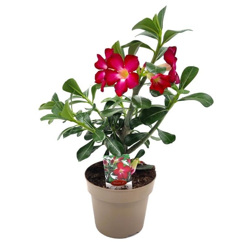 Adenium obesum sadzonki sklep