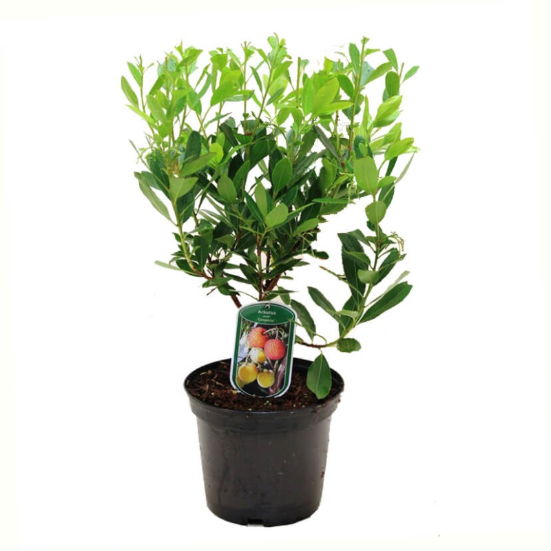 Drzewko Truskawkowe (Arbutus Unedo) Sadzonka C1c2 (1).jpg