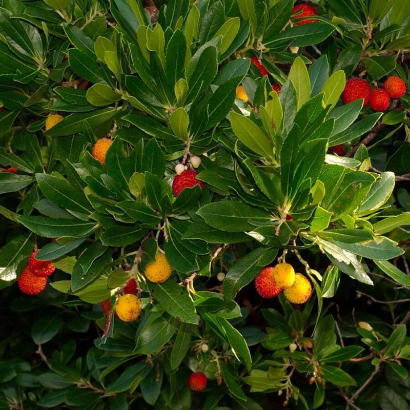 Drzewko Truskawkowe (Arbutus Unedo) Sadzonka C1c2 (2).jpg
