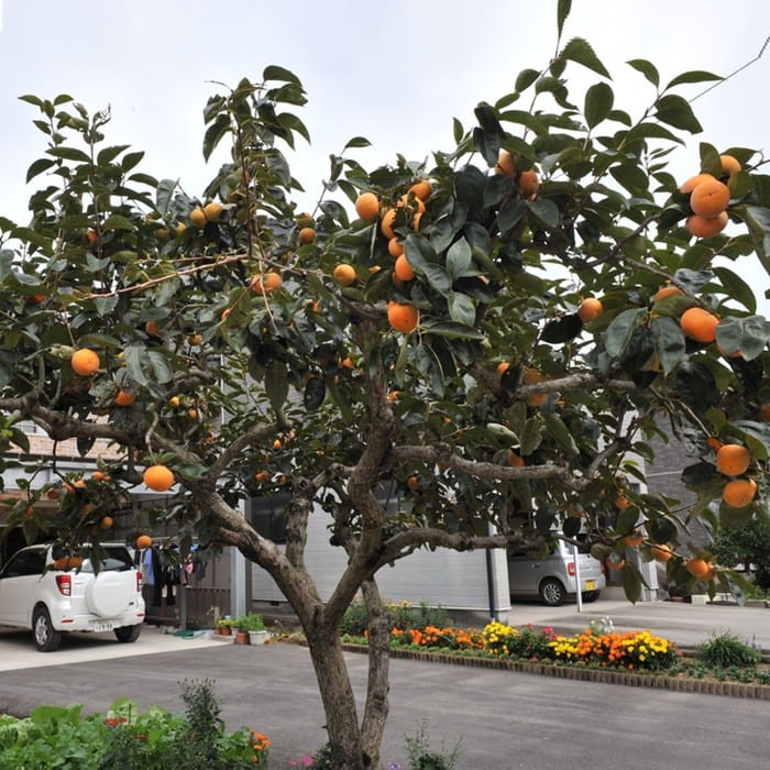 Hurma Kaukaska (Diospyros lotus) Sadzonka XL-C5 (4).jpg