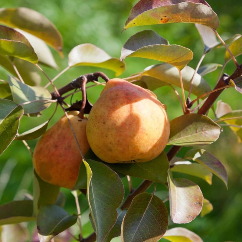 Jarzębogrusza Uszkowata (Sorbopyrus auricularis) Sadzonka XL-C5 (1).jpg