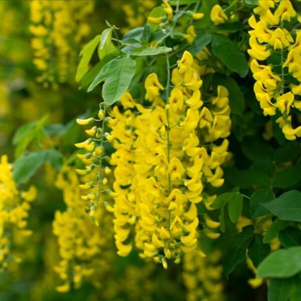 Złotokap Piękny Krzew Kapiący Złotem (Laburnum watereri) Sadzonka XL-C5 (2).jpg