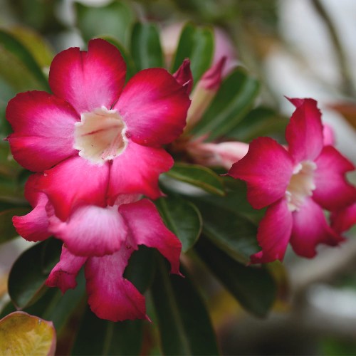 Adenium mini baobab - róża pustyni roślina domowa P13