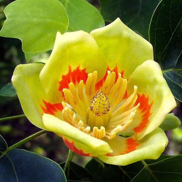 Tulipanowiec (Liriodendron tulipifera) Sadzonka XL-C5  (3).jpg