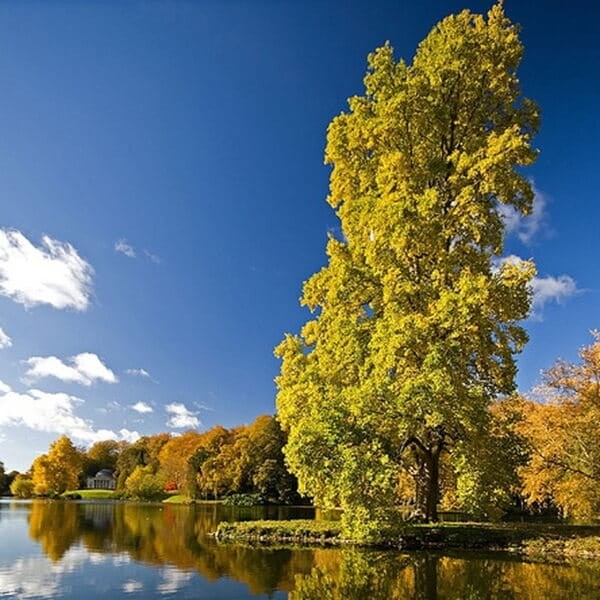 Tulipanowiec (Liriodendron tulipifera) Sadzonka XL-C5  (2).jpg