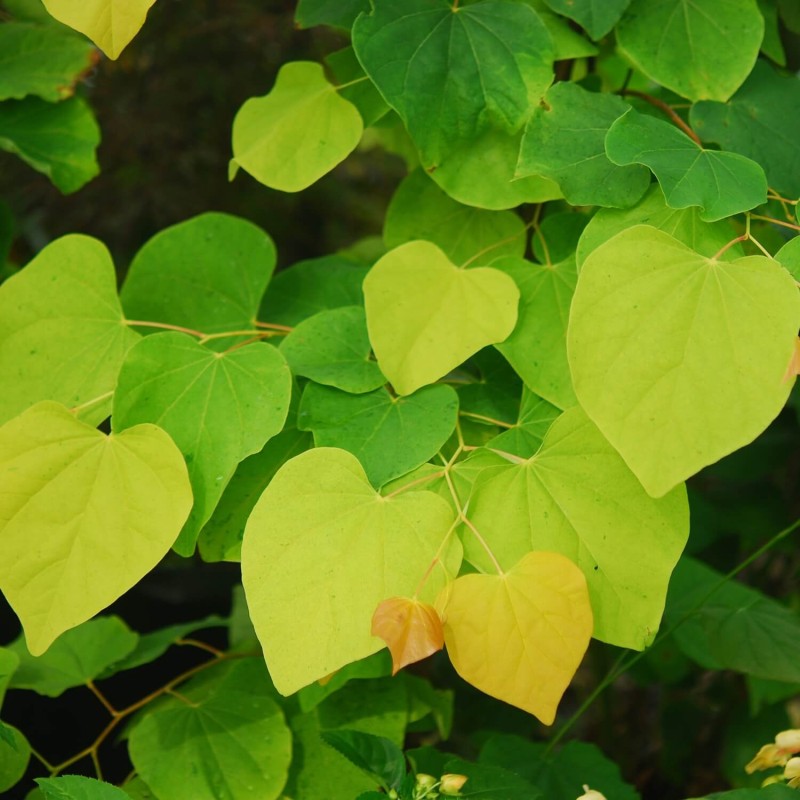 Judaszowiec 'Hearts Of Gold' (Cercis canadensis) Sadzonka XL- C5 60-80cm (3).jpg