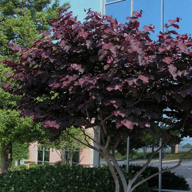 judaszowiec Black Pearl (Cercis canadensis) 6 Letnia Sadzonka XXL-C12 (4).jpg