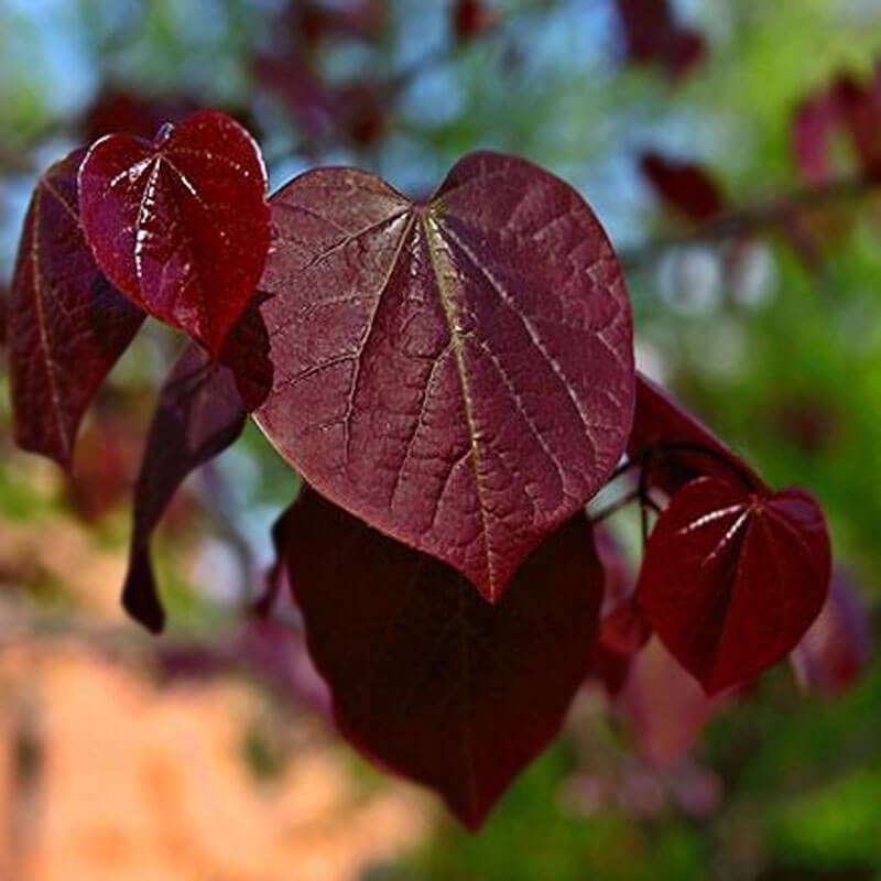 judaszowiec Black Pearl (Cercis canadensis) 6 Letnia Sadzonka XXL-C12 (2).jpg